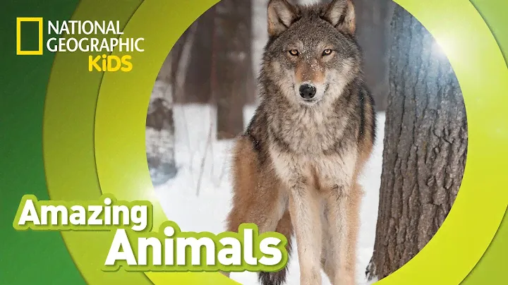 Gray Wolf 🐺 | Amazing Animals