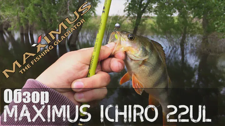 Лучший бюджетный спиннинг для ультралайта Maximus Ichiro 22UL