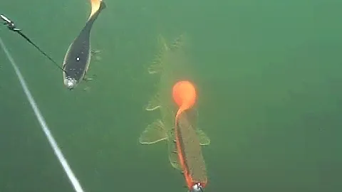CWC Pig Shad Junior VS ILLEX Dexter shad Underwater Footage