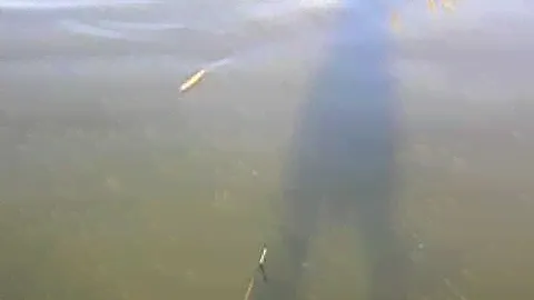Wolfcreek Lures Skinny Wolf